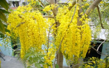 Điều chỉnh áp lực trong cuộc sống
